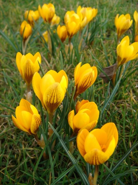 Crocus chrysanthus 'Dorothy'